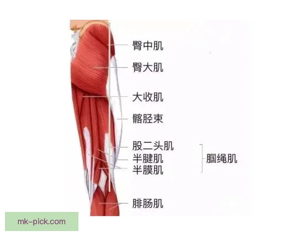 24岁后5次腿筋拉伤恢复周期3到6周 专家预测能及时回归
